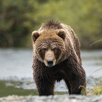 alaska bear 1000x1300